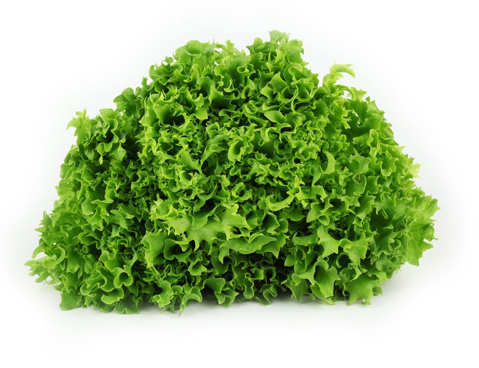 Lettuce - Green Frill - ea