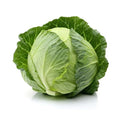 Cabbage - Green - ea
