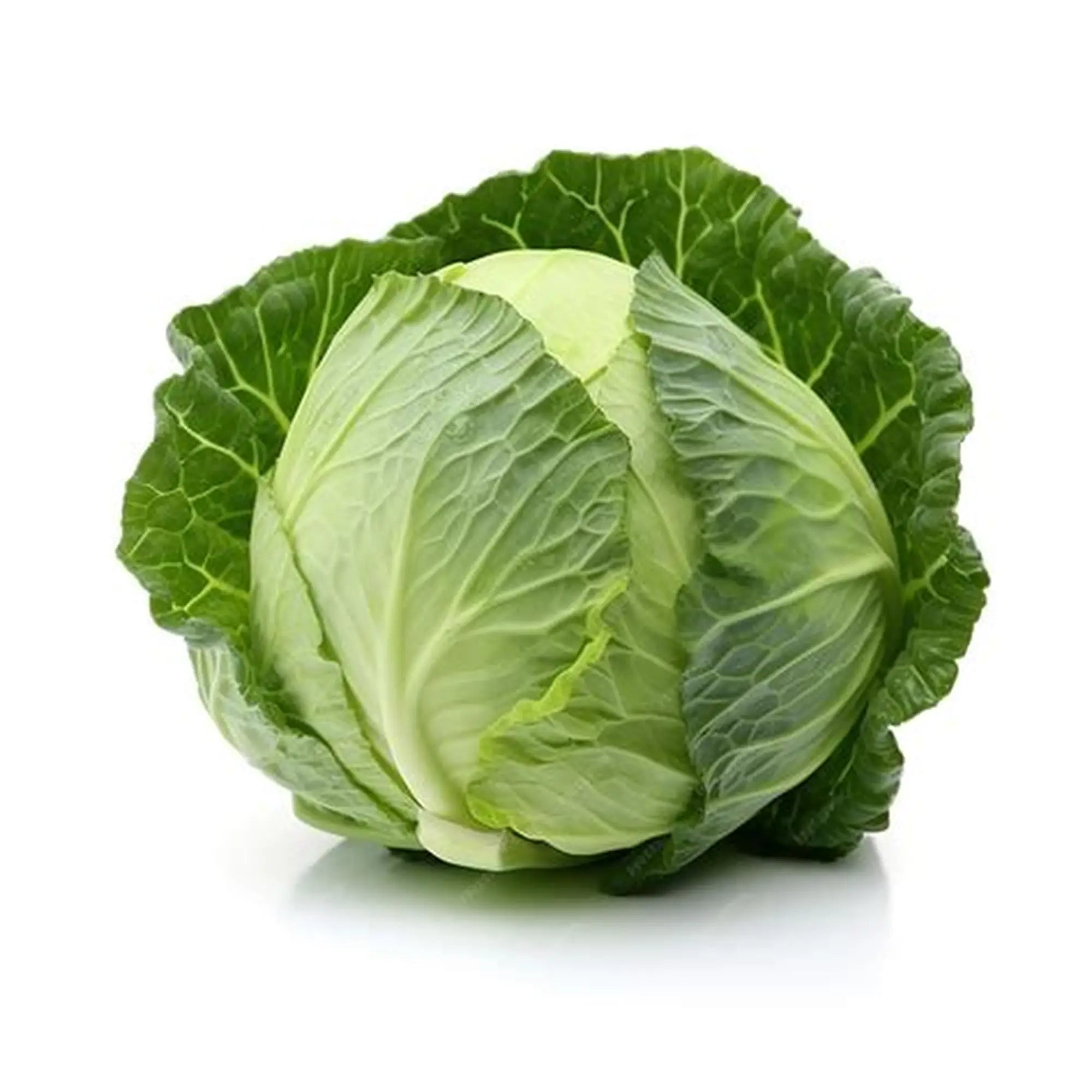 Cabbage - Green - ea