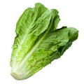 Lettuce - Cos - ea