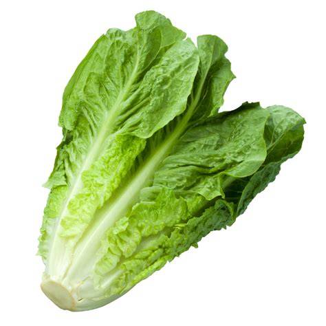 Lettuce - Cos - ea