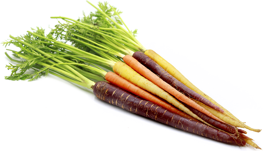 Carrots - Bunched Medley